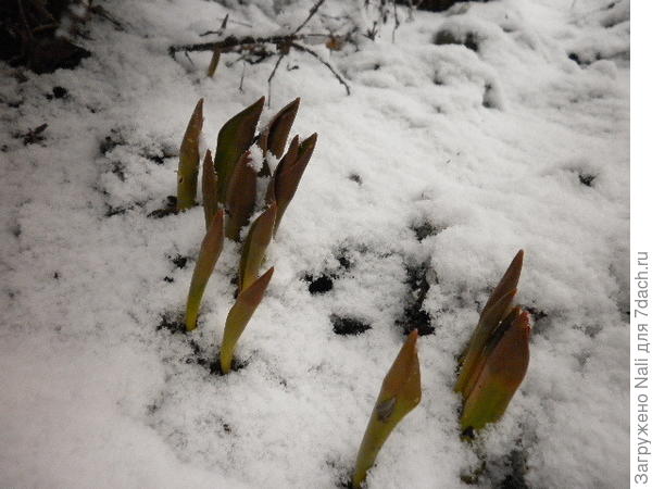 Тюльпанчики посинели от холода