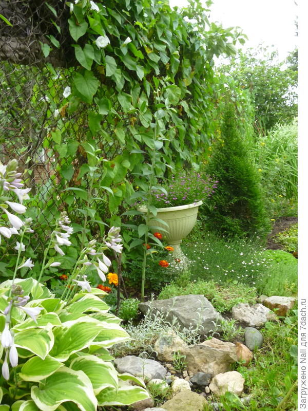 Рабица, увитая вьюнком.