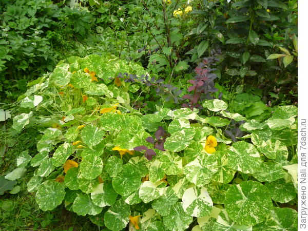 Настурция Аляска