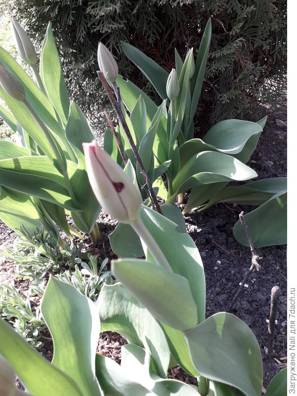 а здесь дупло прямо в середине бутончика