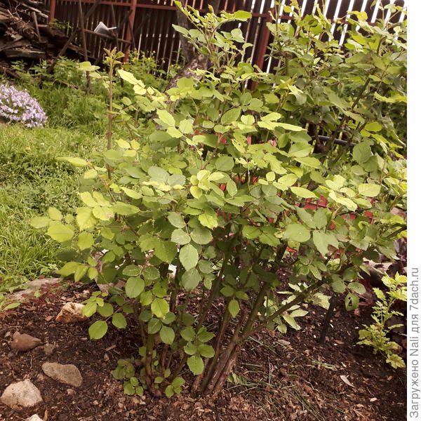 Та самая розочка