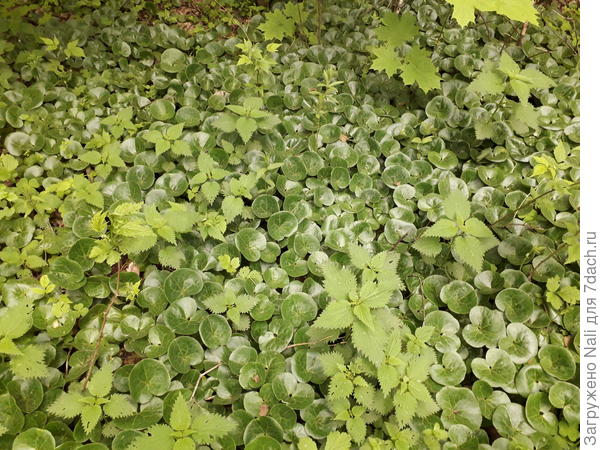 Заросли копытня.