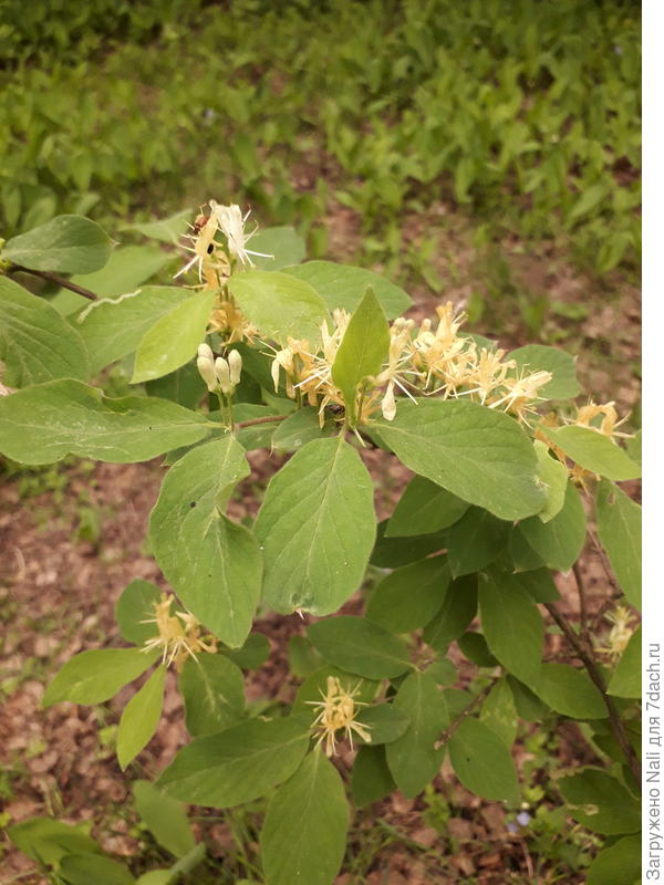 А это тоже в лесу в тот же день сфотографировала. Что за кустик?
