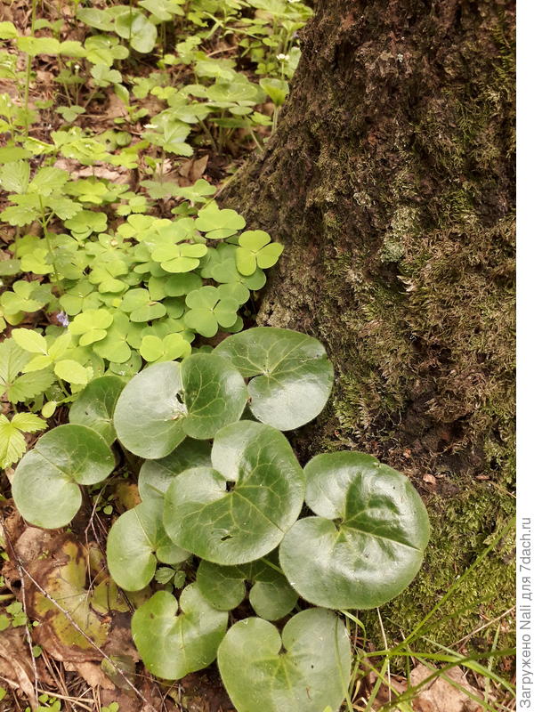 Вот он, под высокой березой растет. Место, кстати, не очень тенистое.