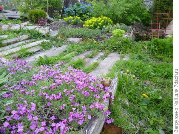 На переднем плане обриета (аубреция)