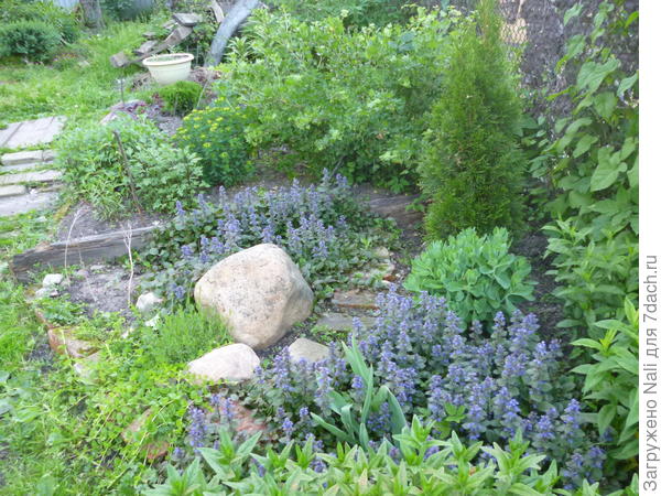 Живучка ползучая