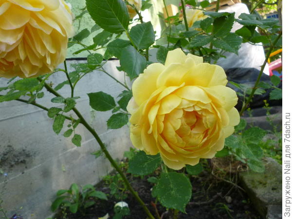 &amp;quot;Голден Селебрейшн&amp;quot;