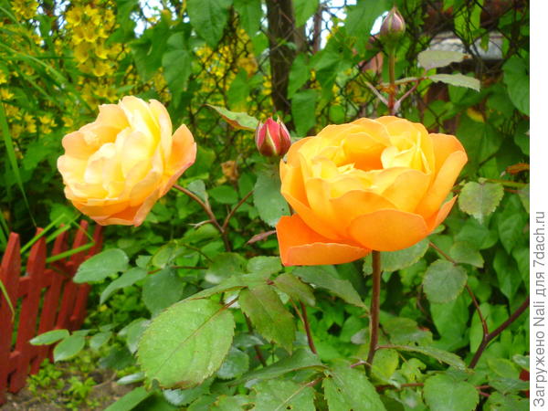 &amp;quot;Леди Эмма Гамильтон&amp;quot;