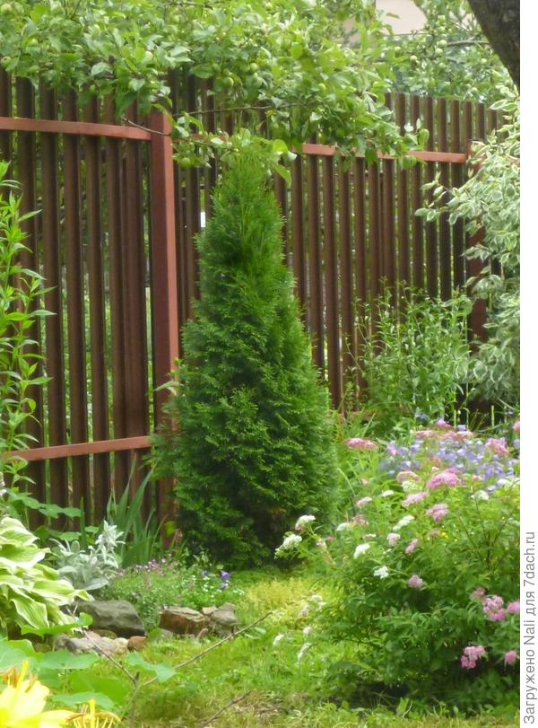 Туя Смарагд