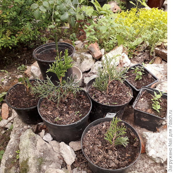 Укорененные туи Смарагд, Даника и английская роза (а какая, не помню)