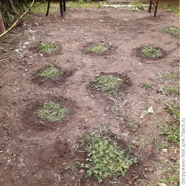 Островки пересаженного белого клевера