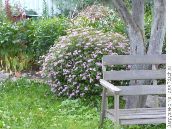 Спирея японская