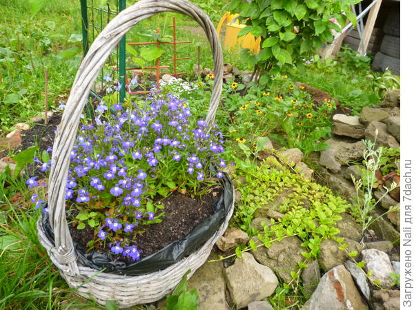 Корзинка с лобелией