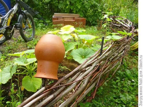 Мой плетень с тыквами