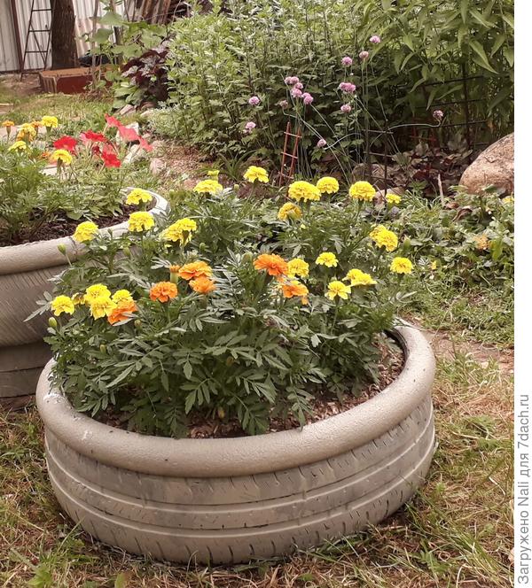 Низкий вазон из не вывернутой шины