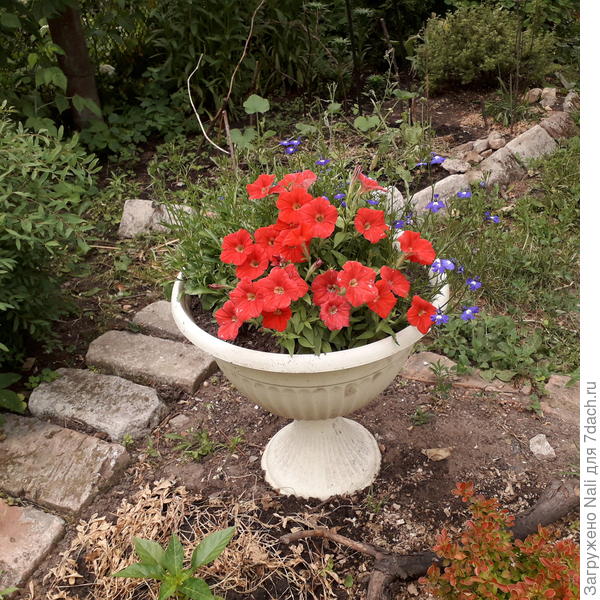 Сначала порадовали обильным цветением