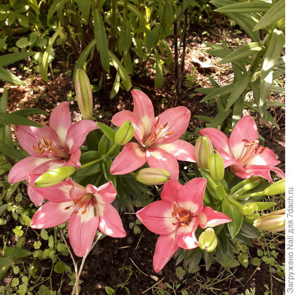 А эти подарочные от"Поиска". На упаковке написано "микс", но пока цветут только розовые.