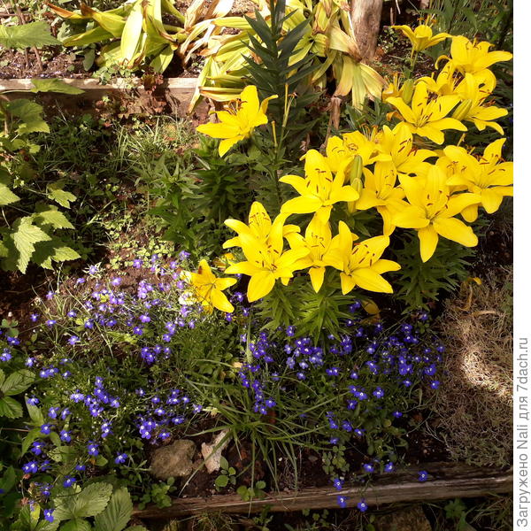 Мои первые азиатские