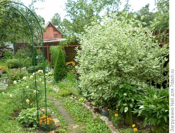 Дёрен белый