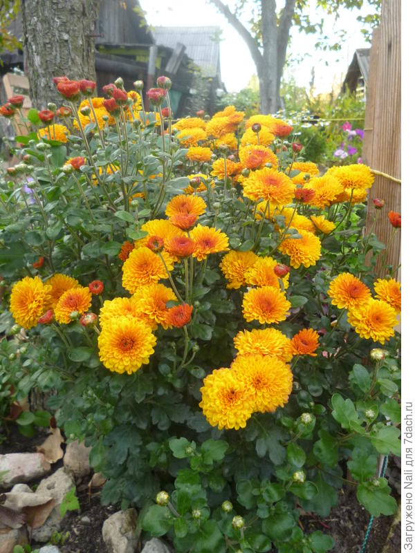 Сорта не знаю, похожа на мультифлора, и цветение позднее