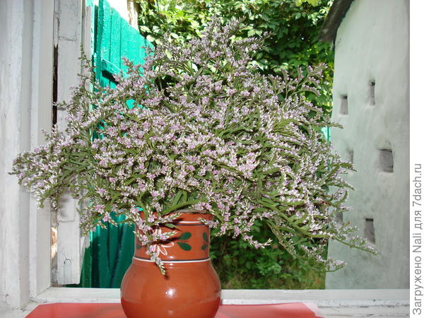 Наш анапский степной кермек, он менее яркий. но тоже красивый