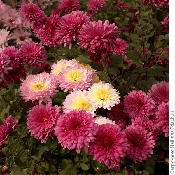 Светлые распускаются почти белыми, с желтой серединкой, а потом начинают розоветь...