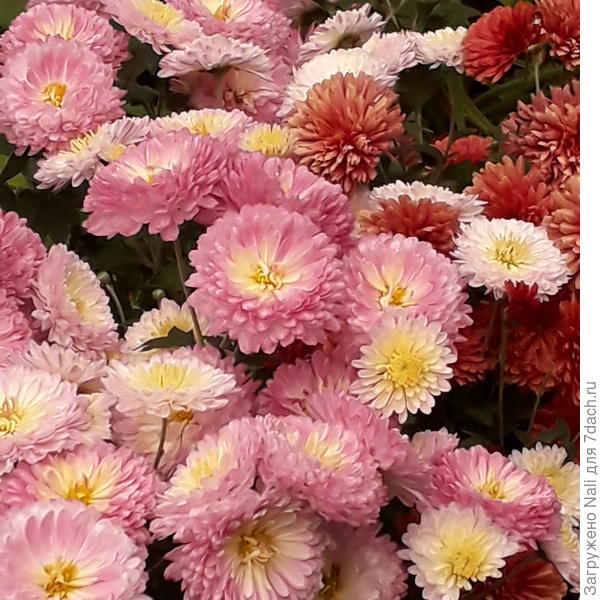 Вот такие они потом становятся.