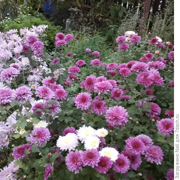 Когда-то купила эти темнорозовые, а среди них попался корешок светлых. Еще один сорт появился))