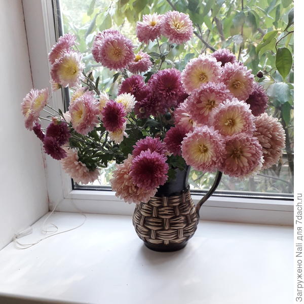 И в букетах долго стоят