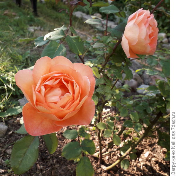 Леди Эмма Гамильтон