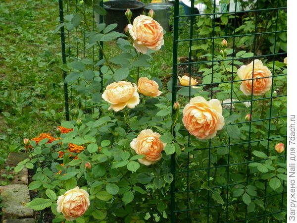 Леди оф Шалот