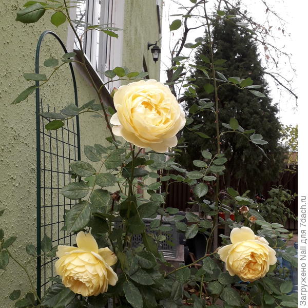 Роза Golden Celebration