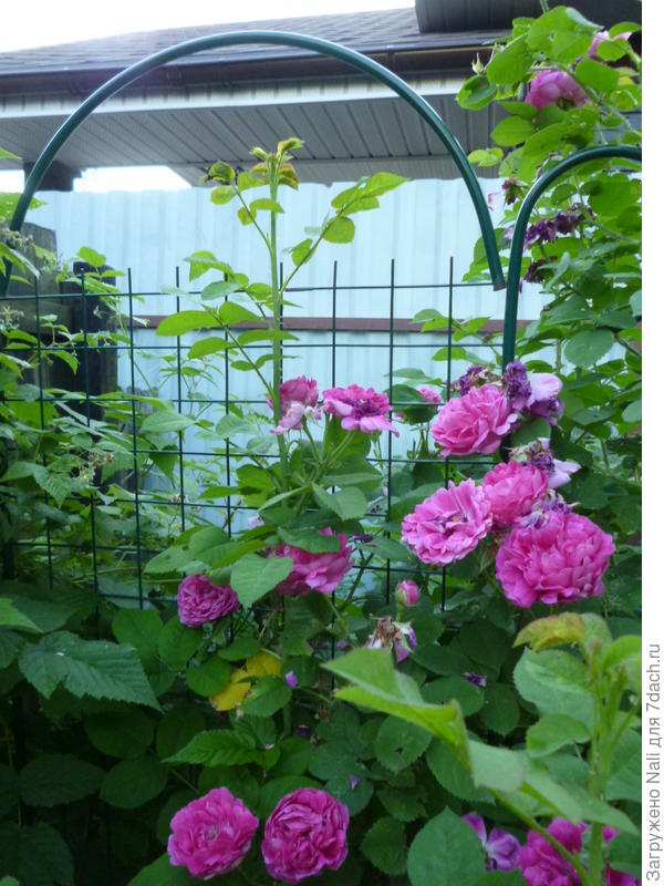 моя плетистая южанка