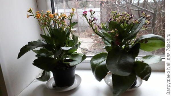 вот эти два красавца