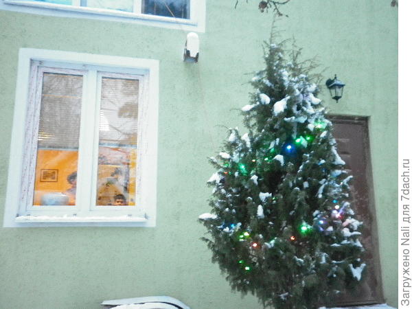 Можжевельник у крыльца с гирляндой. Фото прошлого года. Сейчас у нас снега нет и в помине((