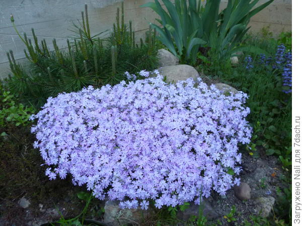 Сосна горная (за флоксом шиловидным)