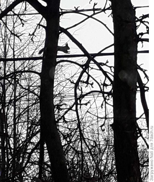 Одну &quot;бегущую по кабелю&quot;) все-таки удалось сфоткать