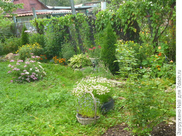 2017 год. Спирею я все-таки посадила, но не в миксбордере, а напротив него - солитером на газоне (на фото кустик слева)