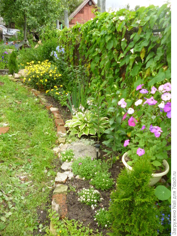 2015 год. Уже есть многолетники - хосты, энотера, ирисы... Забор старый (рабица) плотно оплетал дикий вьюнок. Я его не вырывала - красиво, и от соседей завеса))