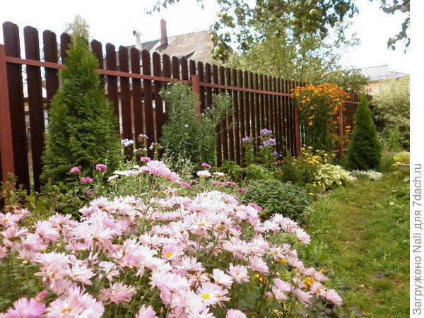 2018 год. Пыталась высаживать высокие многолетники у забора (гелениум, астра), но потом убрала, не понравилось.