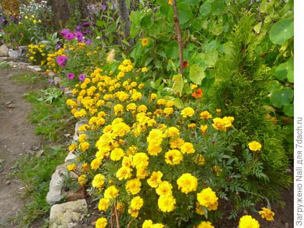 2014 год. Посажены туи (на переднем плане одна) а в основном засажен однолетниками