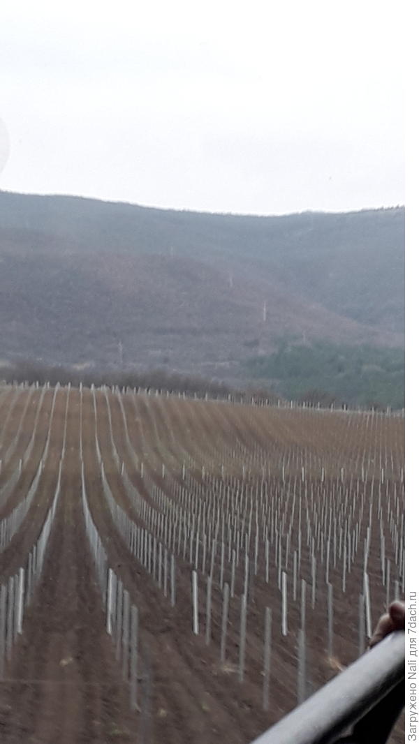 Виноградники по дороге в Ялту