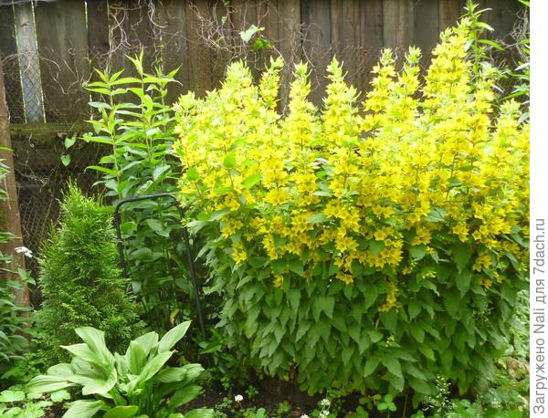 вербейник точечный