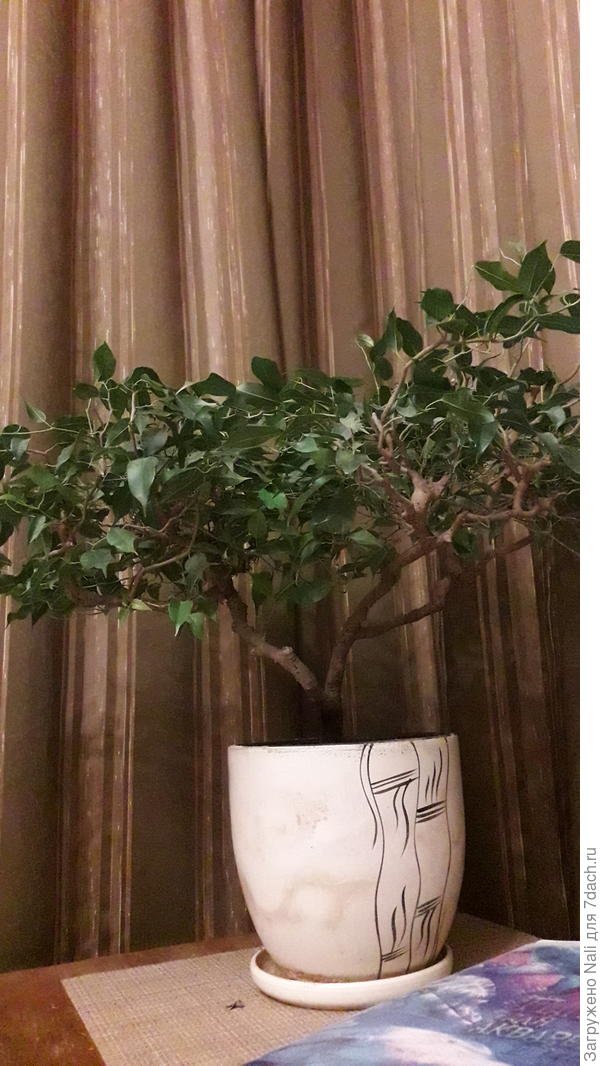 Фикус Бенджамина