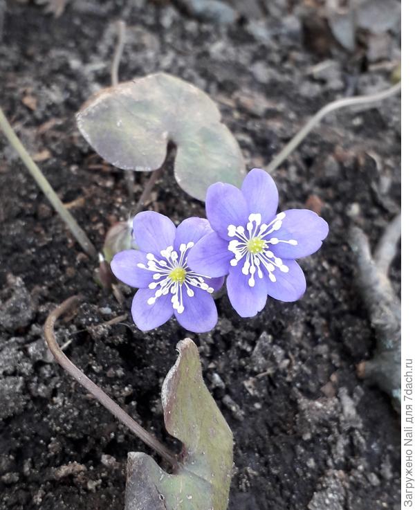 печеночница