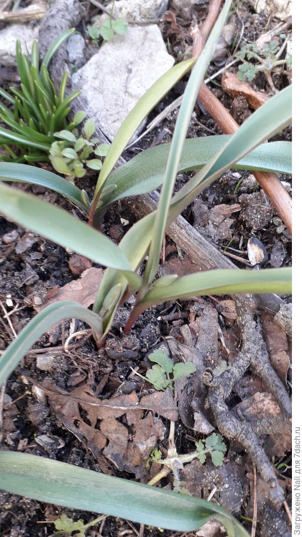 туркестанский ботанический тюльпан уже бутончики показал