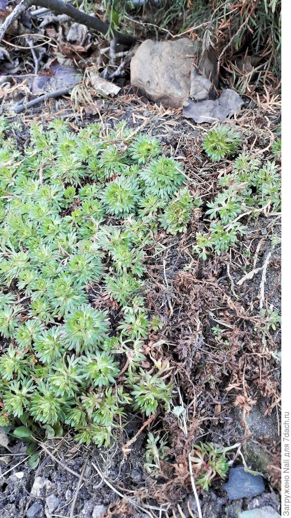 Это фото сегодняшнее. Справа виден выпревший коричневый кусочек