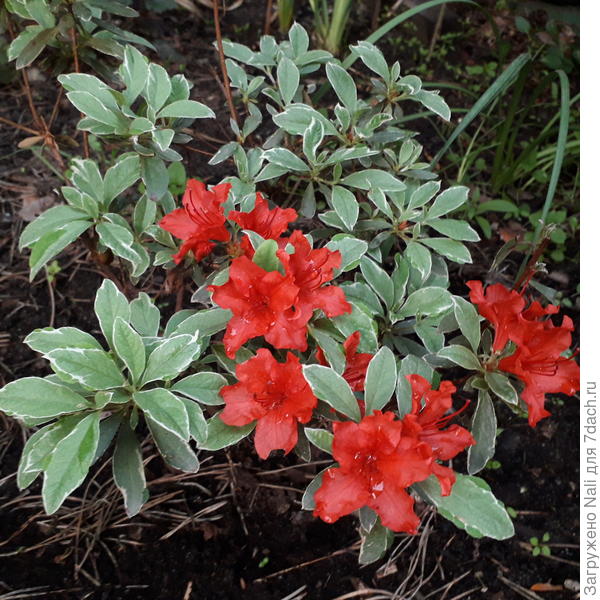 Один из них, совсем еще маленький.