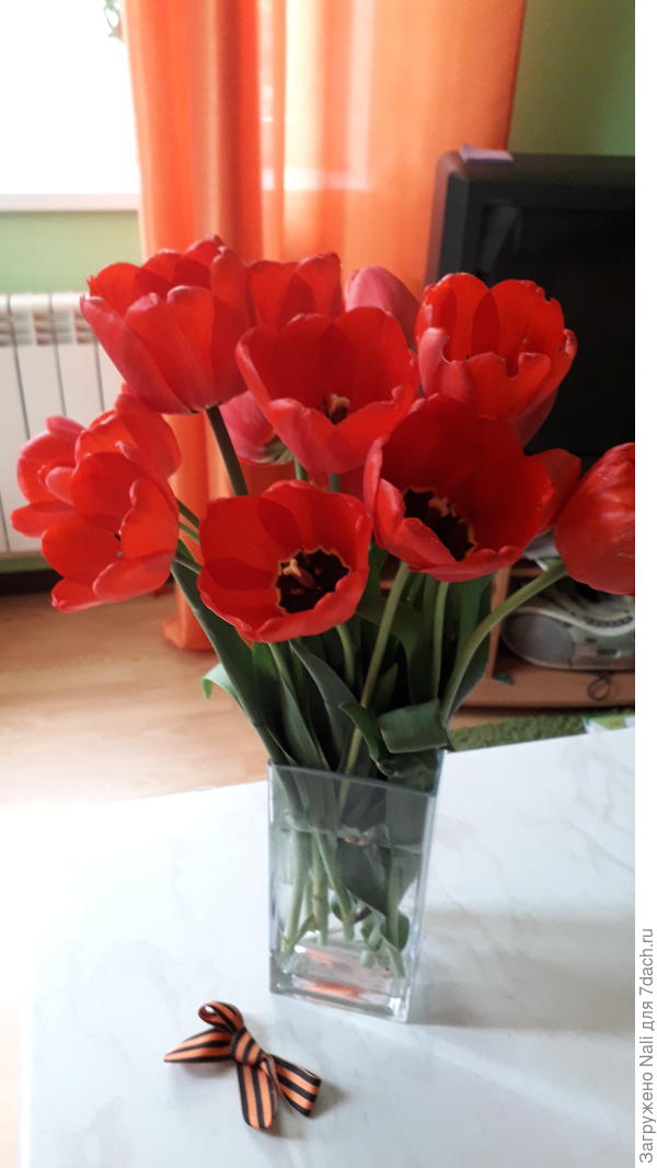 Это сегодняшние тюльпаны, к празднику поспели))