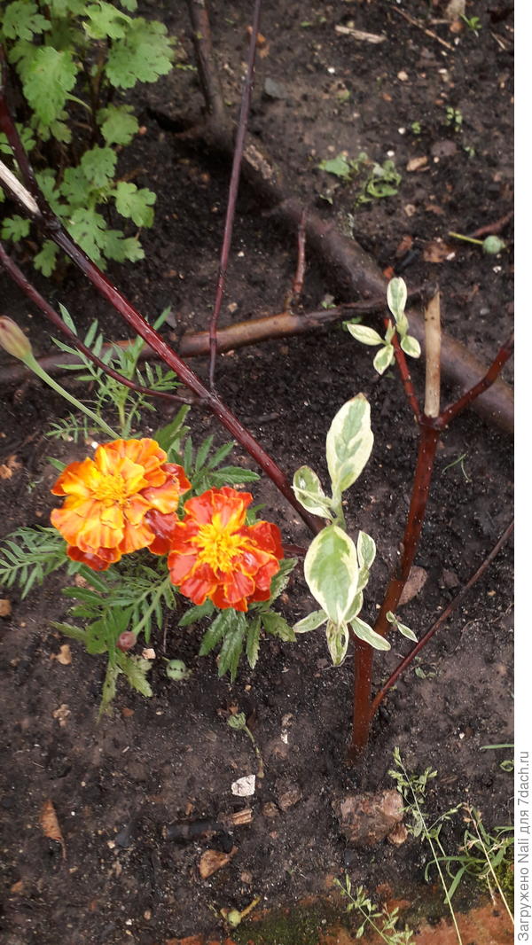 та самая ветка